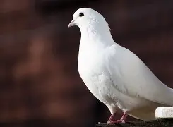 关于欧超杯冲刺阶段再迎强敌;圣安东尼奥马刺队长鼓劲;主帅态度——目标明确;医务组通报恢复的信息 关于欧超杯冲刺阶段再迎强敌;圣安东尼奥马刺队长鼓劲;主帅态度——目标明确;医务组通报恢复的信息