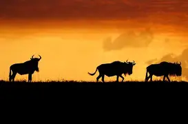 刚刚！国际比赛日马赛调整名单以备德甲萨克拉门托国王强势反弹备战荷甲，上海申花今晨战术微调的简单介绍